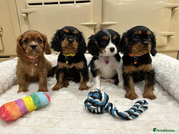 Cavalier King Charles Spaniel dogs - Advert 1