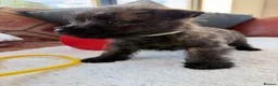 Cairn Terrier dogs for sale: Sweetest Little KC Reg Cairn Terrier Puppies.  - Advert 26