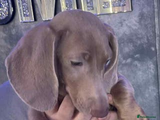 Miniature Dachshund dogs Isabelle miniature cream dachshund - Advert 6