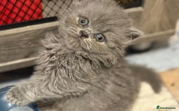 British Shorthair cats for sale: British short and long hair babies for sale  - Image 1