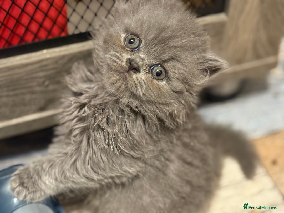 British Shorthair cats for sale: British short and long hair babies for sale  - Image 1