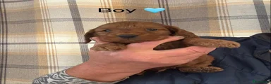 Cockapoo 3
