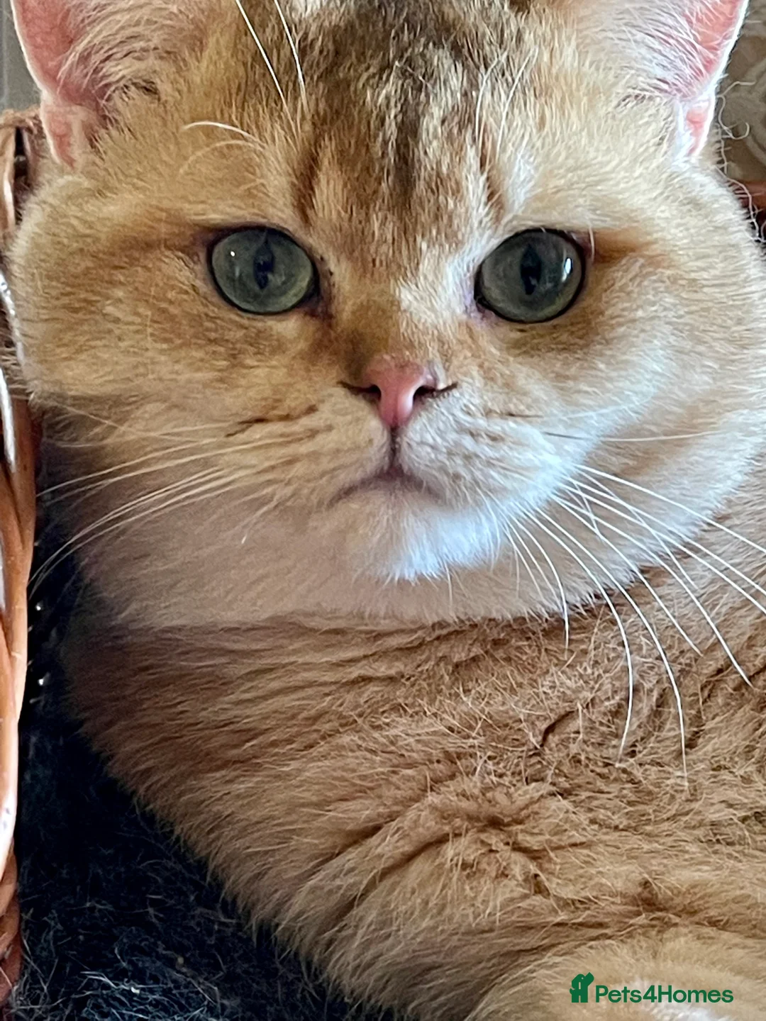 British Shorthair cats for sale: Young Neutered Pedigree Adults - Advert 7