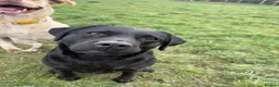 Labrador Retriever dogs for sale: 💙 Beautiful Black Labrador For Sale 💙 in Leyland - Advert 10