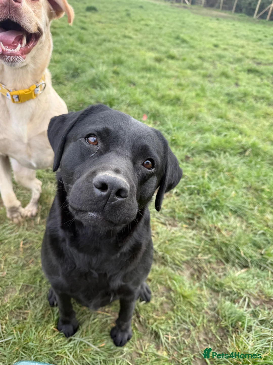 Labrador Retriever dogs for sale: 💙 Beautiful Black Labrador For Sale 💙 in Leyland - Advert 10