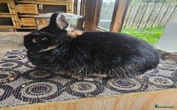 Netherland Dwarf rabbits for sale: netherland dwarf breeding trios and young stock  - Image 5