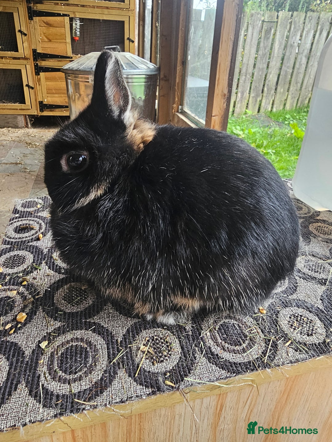 Netherland Dwarf rabbits for sale: netherland dwarf breeding trios and young stock  - Image 5