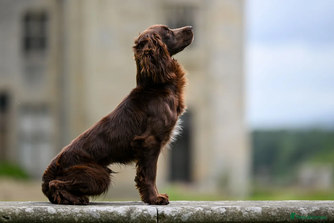 Cocker Spaniel dogs for stud: OFTW Breckmarsh Faron Cocker Spaniel Stud - Choc - Advert 1