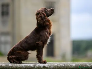 Cocker Spaniel dogs OFTW Breckmarsh Faron Cocker Spaniel Stud - Choc - Advert 1