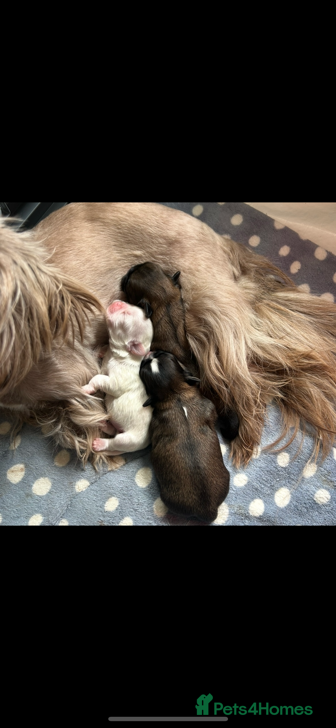 Shih Tzu dogs for sale: ✨✨Stunning Imperial puppies ✨✨ - Image 10