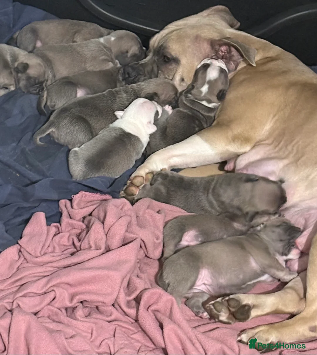 Mixed Breed dogs for sale: Frenchie mix - Advert 27