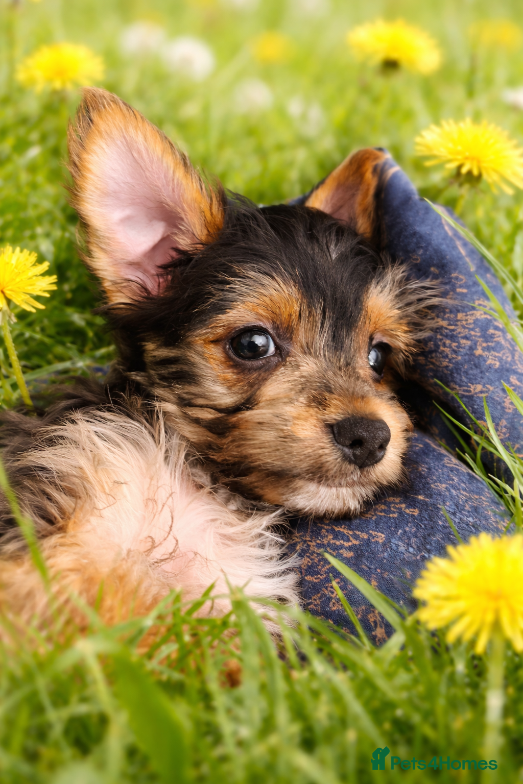 Yorkshire Terrier dogs Stunning Yorkshire Terrier puppy Boy  - Advert 9