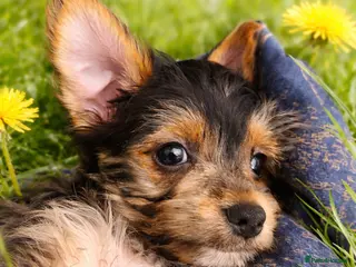 Yorkshire Terrier dogs Stunning Yorkshire Terrier puppy Boy - Advert 9