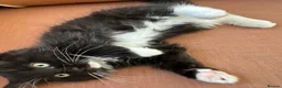 Ragdoll cats for sale: Exceptional 3/4 Ragdoll Girls Ready now! - Advert 12