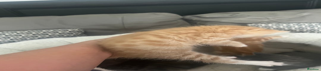 British Shorthair Kitten 2
