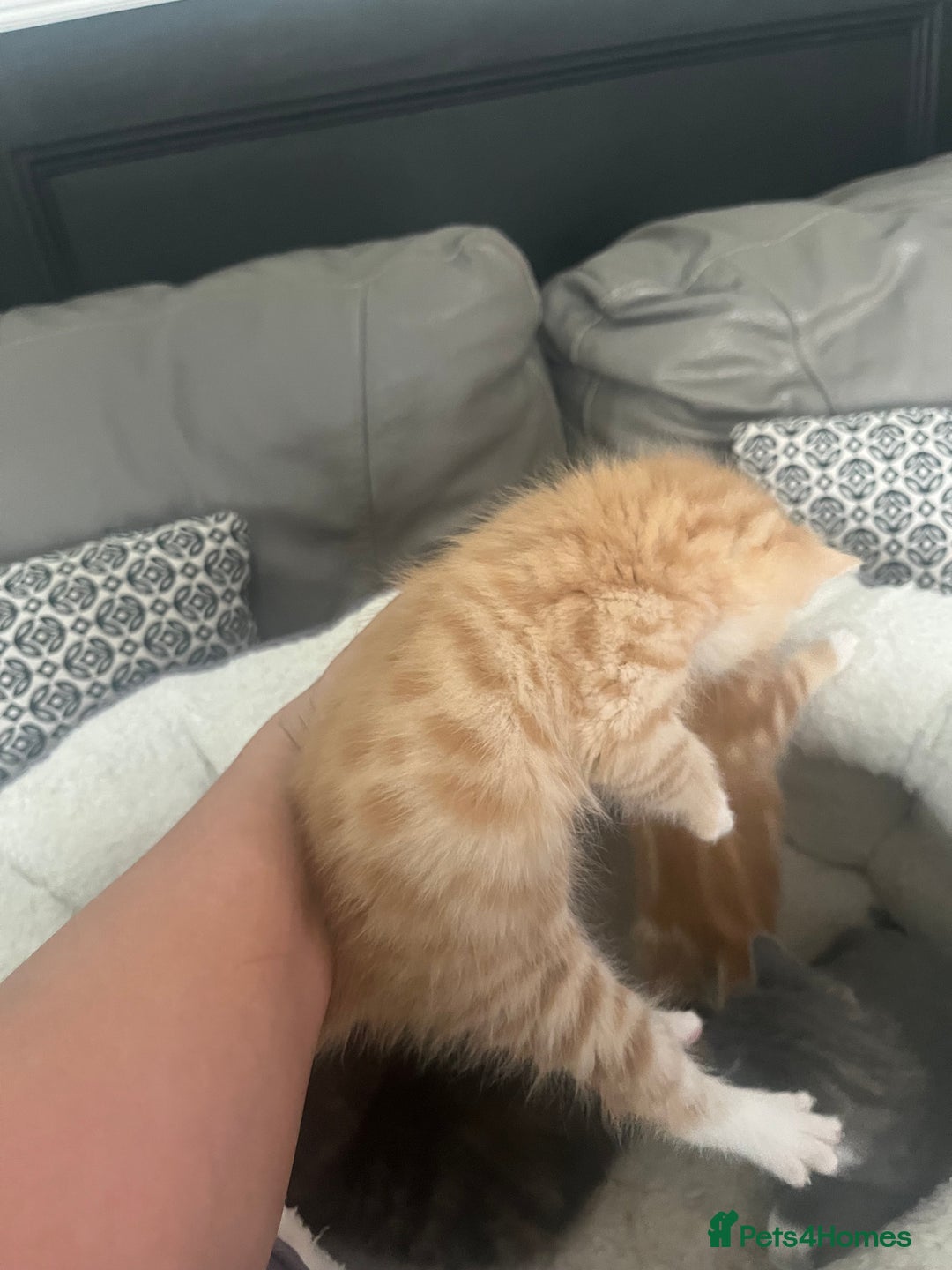 British Shorthair cats for sale: British short hair x - Image 10