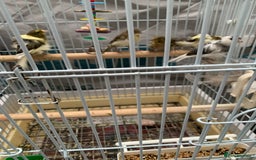 Canaries birds for sale: canarie birds  - Advert 4