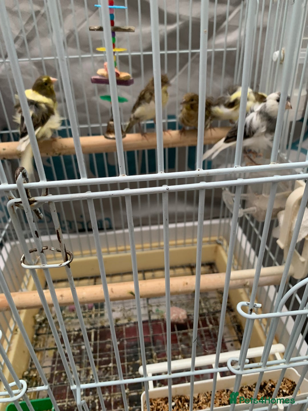 Canaries birds for sale: canarie birds  - Advert 4