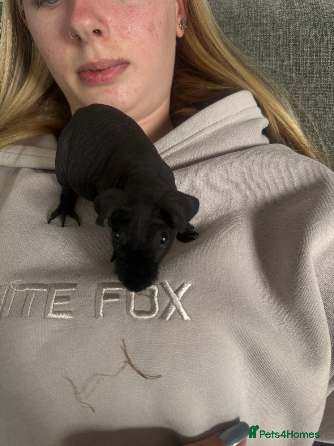 Guinea Pig rodents for sale: Black skinny pig - Image 3