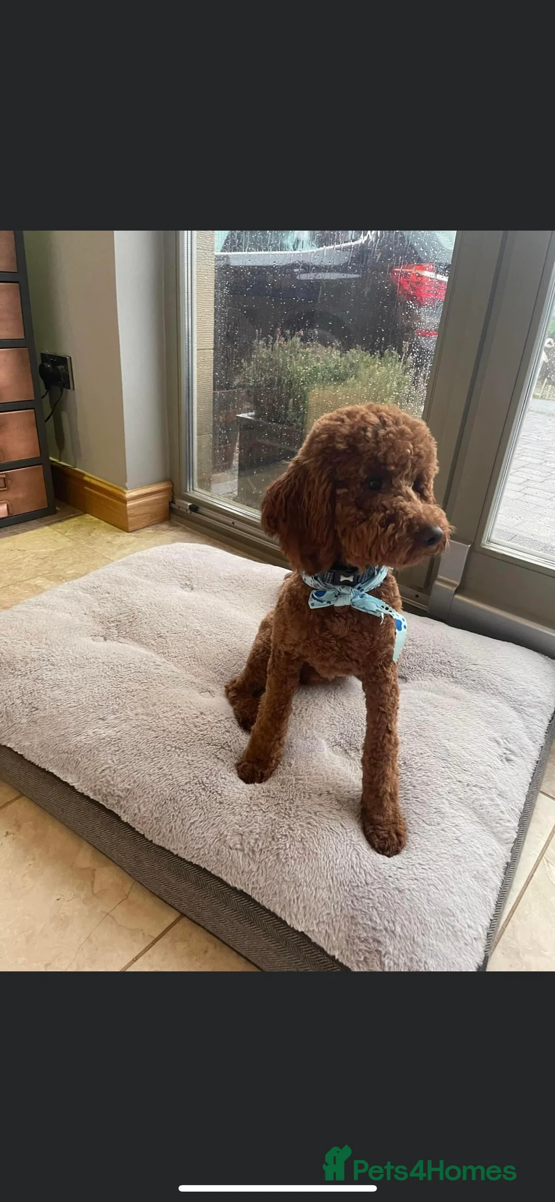 Miniature Poodle dogs for stud: KC REGISTERED DEEP RED MINATURE POODLE STUD in Bathgate - Advert 3