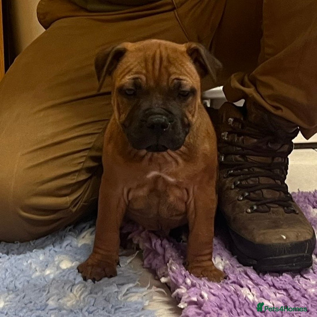 Staffordshire Bull Terrier dogs for sale: 7 Red Staffordshire Bull Terrier pups  - Advert 34