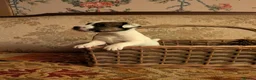 Jack Russell dogs for sale: Traditional Jack Russell terrier pups in Whitchurch - Advert 8