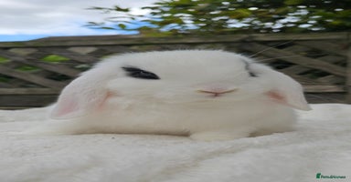 Mini Lop rabbits - Advert 7