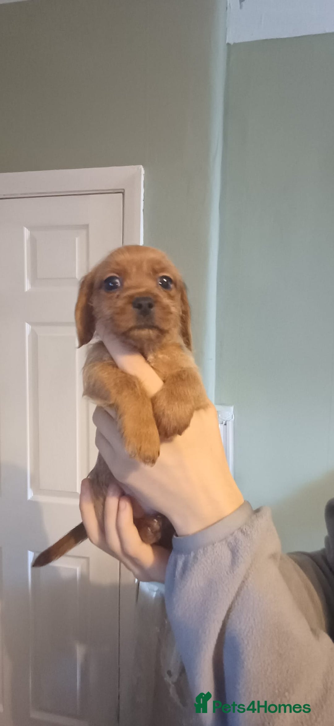 Mixed Breed dogs for sale: Beautiful schweenie babies - Image 2