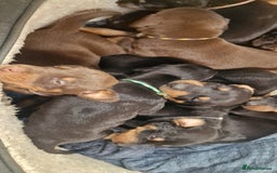 Dobermann dogs for sale: 3 Male Top Line Dobermans - Image 14