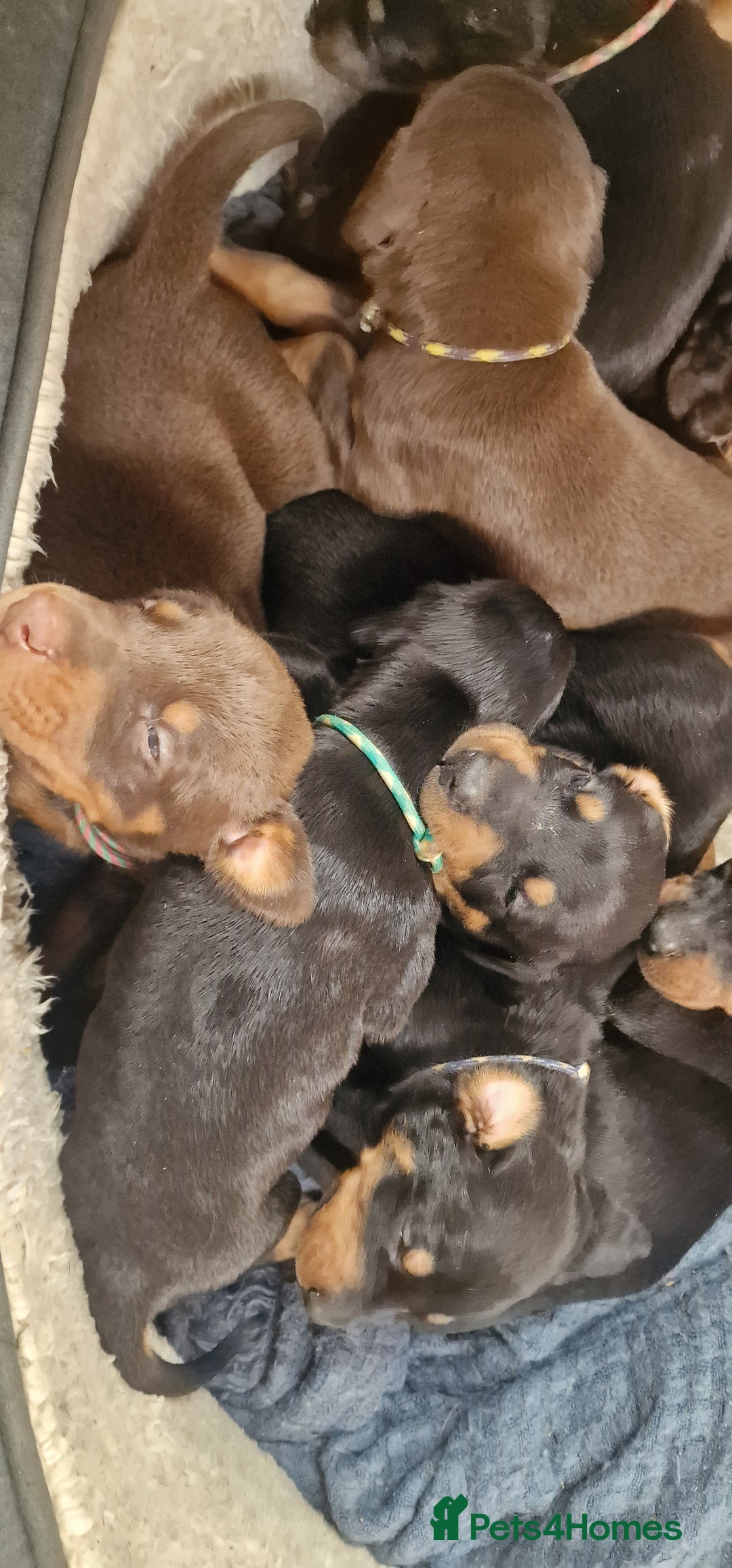 Dobermann dogs for sale: 3 Male Top Line Dobermans - Image 14