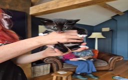 Mixed Breed cats for sale: Beautifully marked kittens - Image 10