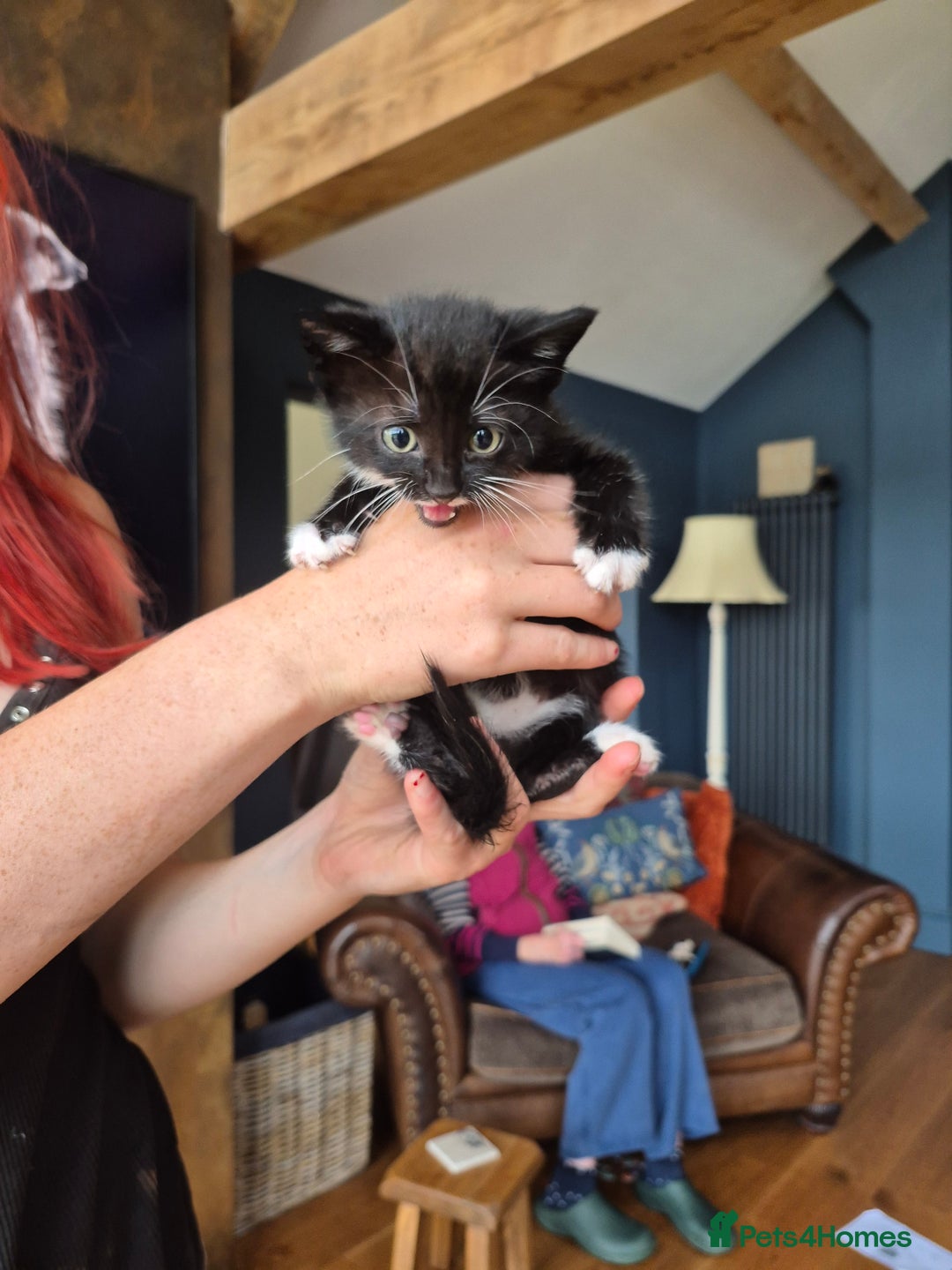 Mixed Breed cats for sale: Beautifully marked kittens - Image 10