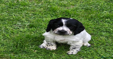 Cocker Spaniel dogs - Advert 10