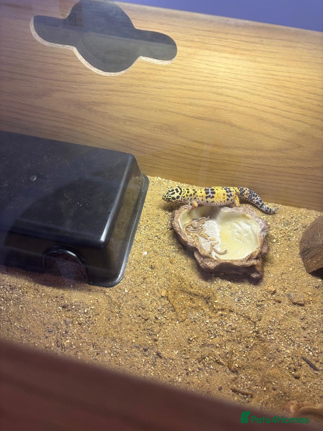 Leopard Gecko reptiles for sale: Leopard gecko  - Image 3