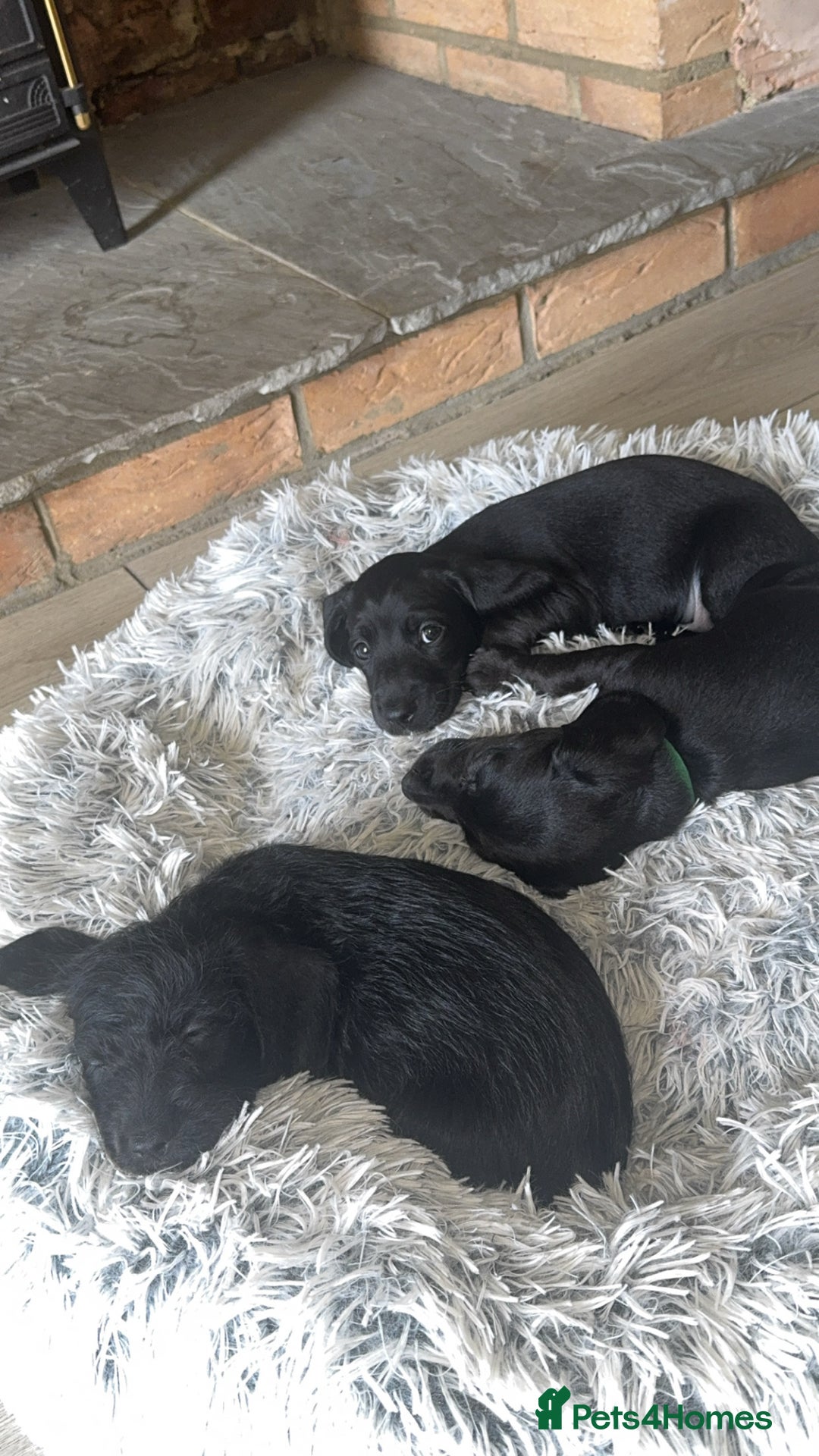 Mixed Breed dogs for sale: Doxiepoos - Image 12