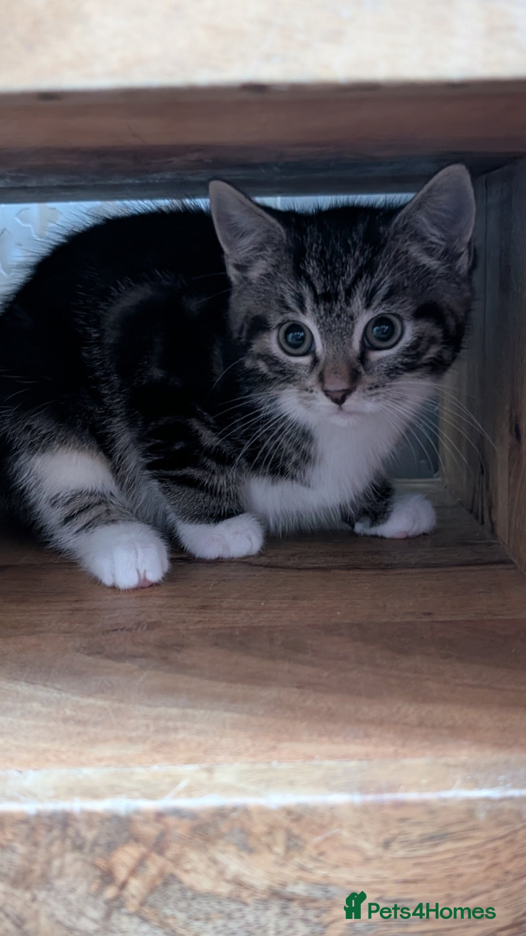 Mixed Breed cats for sale: Kittens for sale x3 - Advert 2