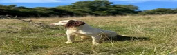 English Springer Spaniel dogs for sale: Excellent quality kc springer spaniel pups  - Advert 19