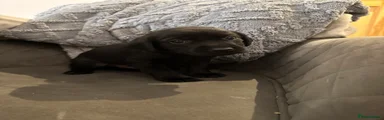 Labrador Retriever 1