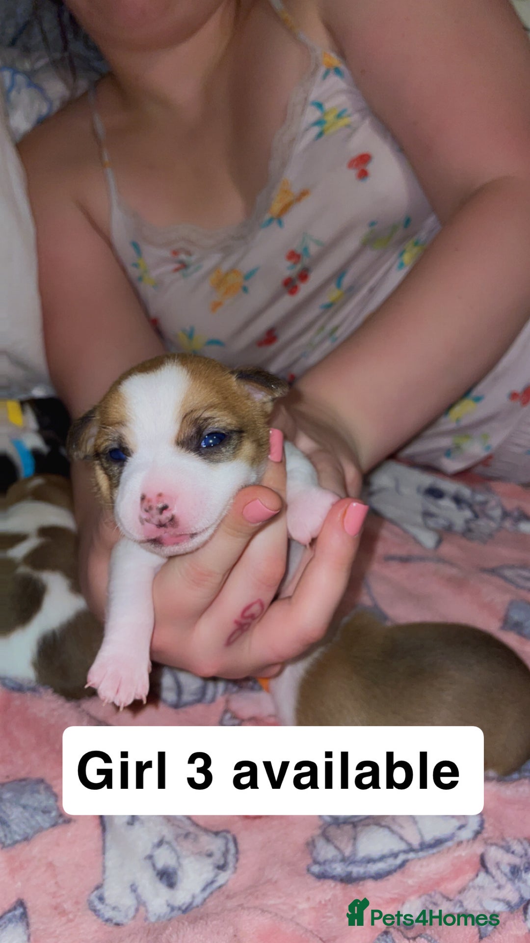 Jack Russell dogs for sale: Jack Russell Terriors  - Advert 9