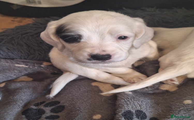 Mixed Breed dogs - Advert 2