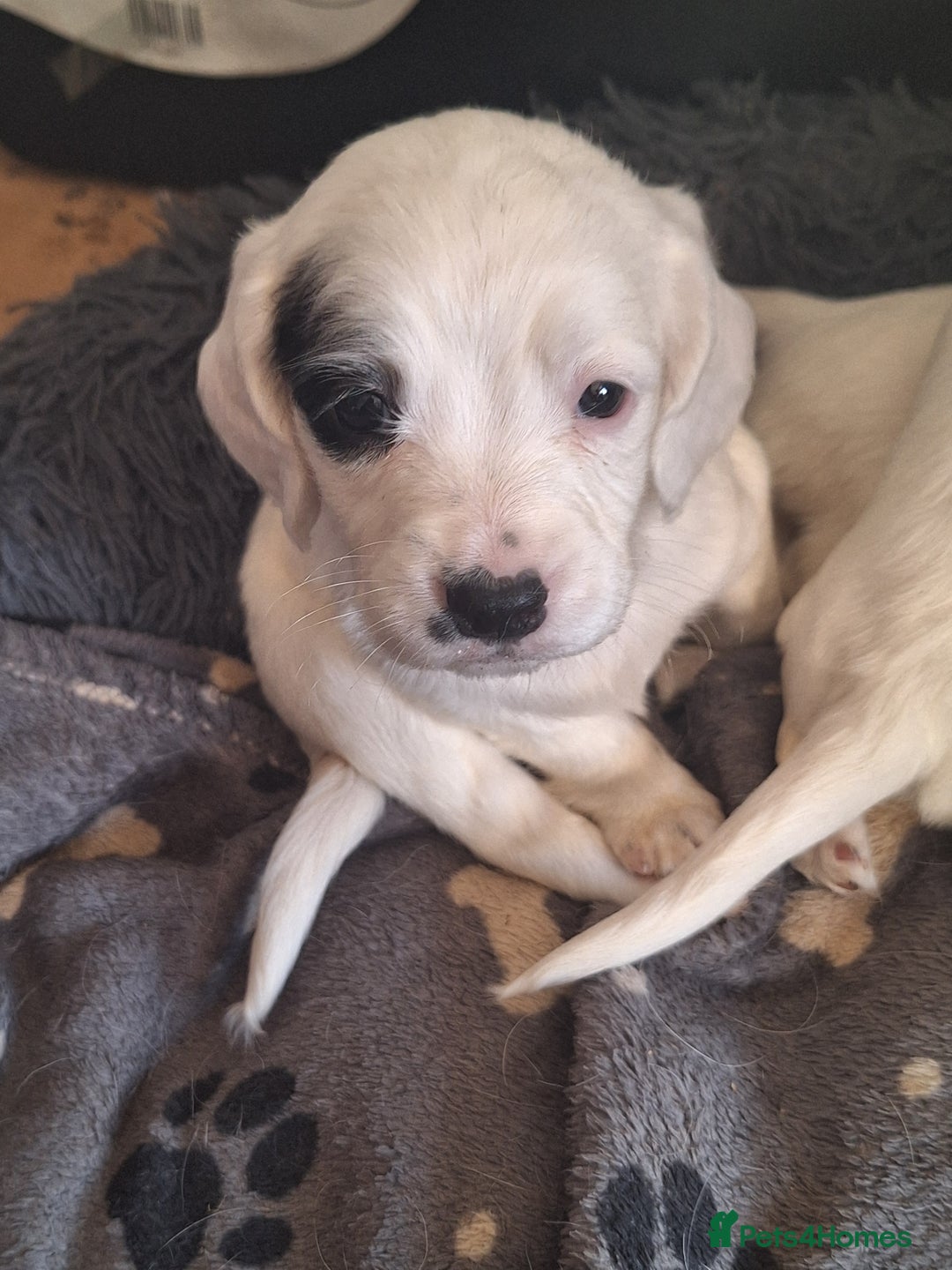 Mixed Breed dogs for sale: Springer x puppies  - Image 1