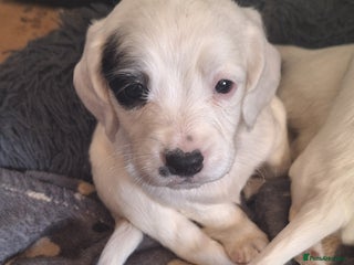 Mixed Breed dogs - Advert 5