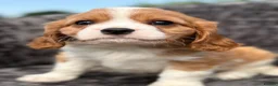 Cavalier King Charles Spaniel dogs for sale: Extensively health tested cavalier puppies  - Advert 21