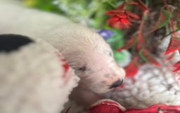Dalmatian dogs for sale: Quality puppies home reared mother champion  - Image 4