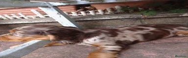 KC Cocker spaniel 