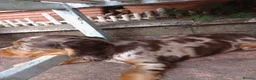 Cocker Spaniel dogs for sale: KC cockerpups. BEAUTIFUL PUPS. FULLY INOC - Advert 22