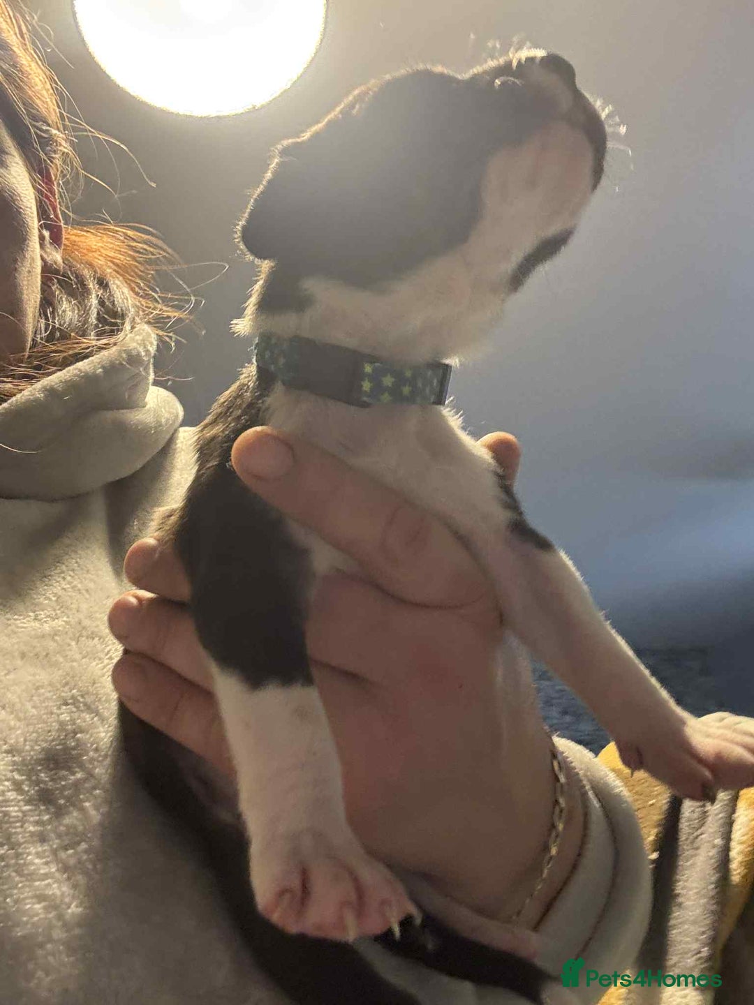 Mixed Breed dogs for sale: Cane corso puppys - Advert 28