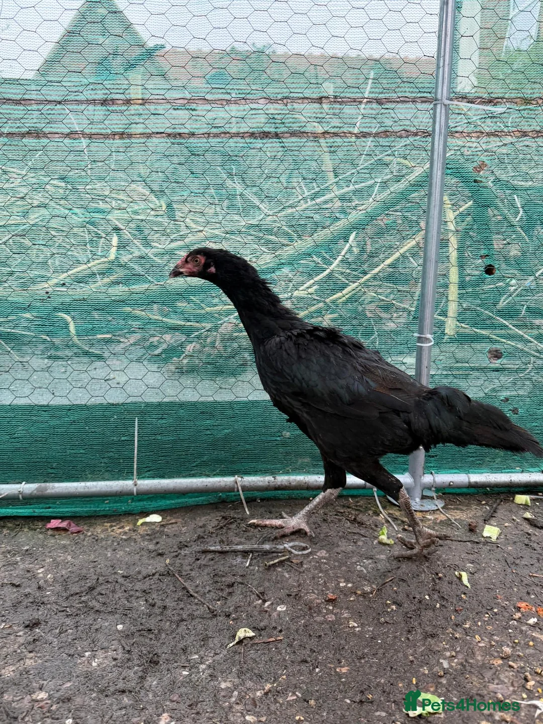 Hens poultry for sale: O shamo, shamo, Pakistani aseel and miwali   - Advert 16