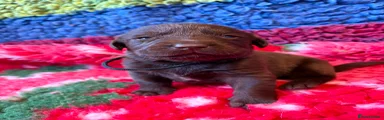 Labrador Retriever 3
