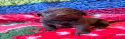 Labrador Retriever dogs for sale: Chocolate Labs Extenively health Tested  - Advert 6